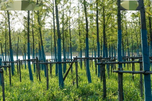 浦东五年生态画卷 新增廊道、林地与绿地，绘就绿色宜居新篇章